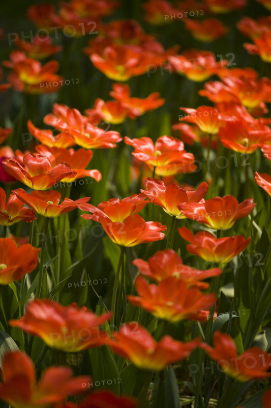 Beijing Botanical Garden