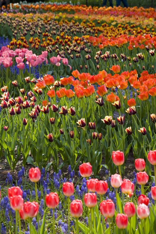 Beijing Botanical Garden