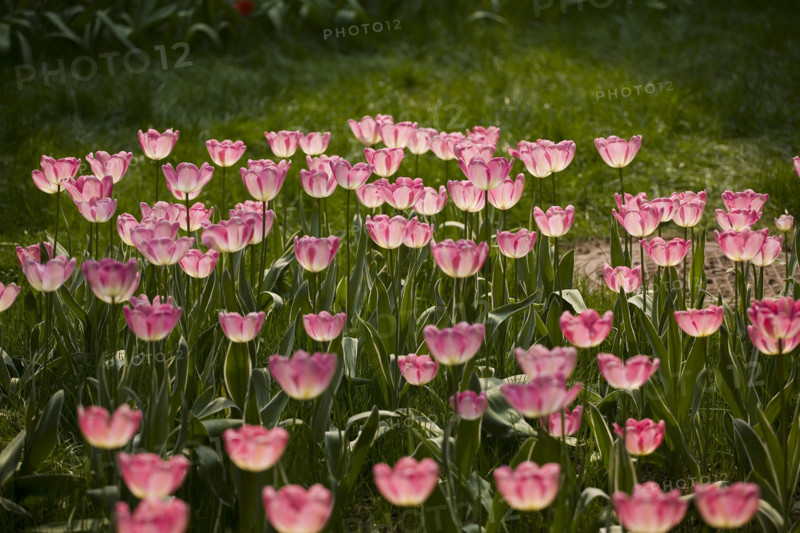 Beijing Botanical Garden