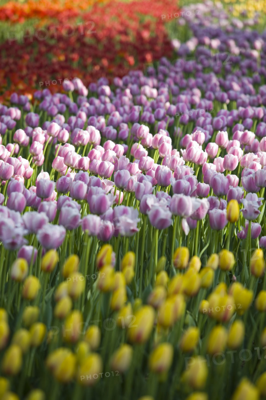 Beijing Botanical Garden