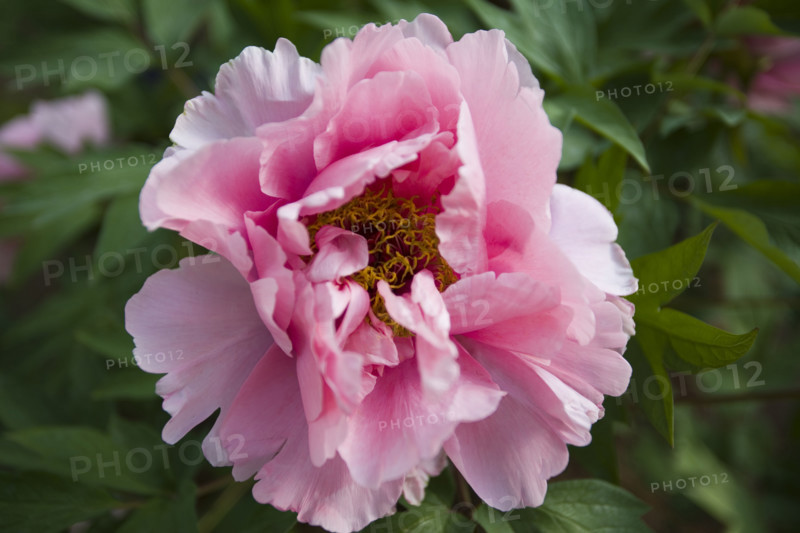 Beijing Botanical Garden