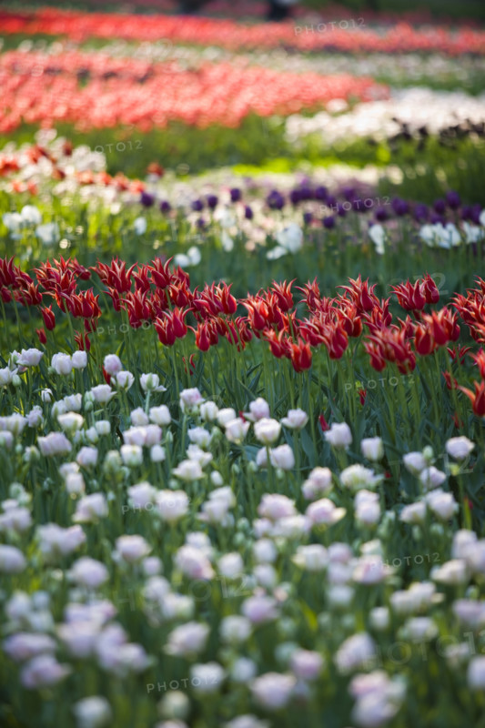 Beijing Botanical Garden