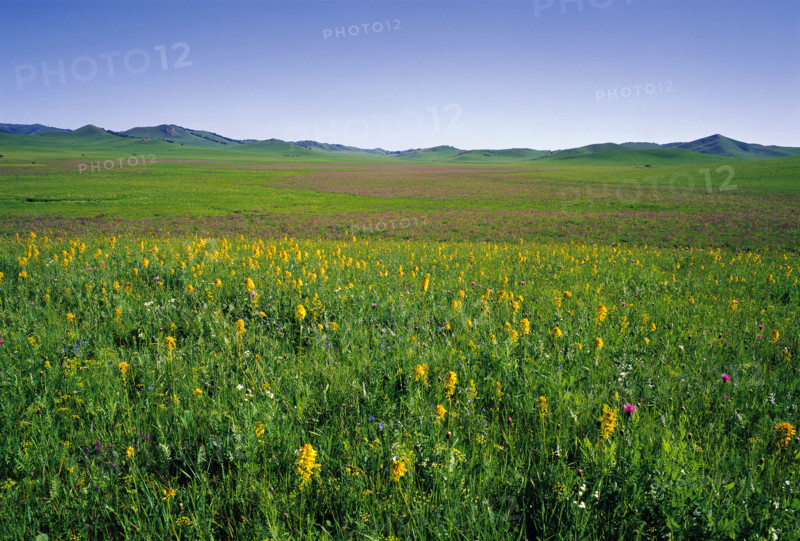 Bashang landscape