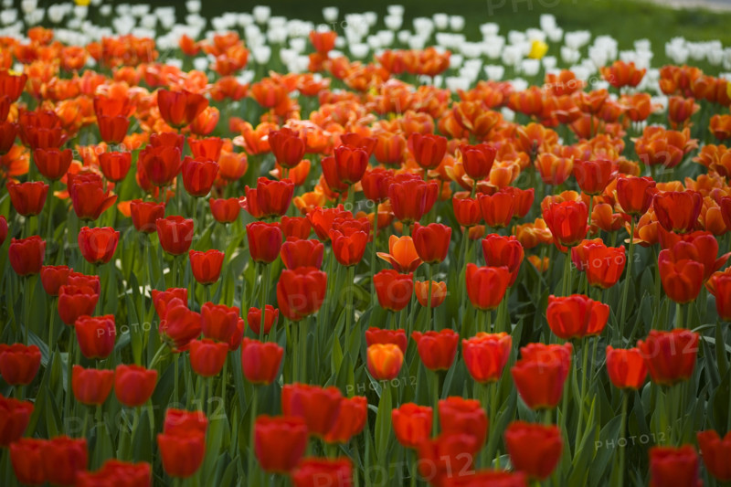 Beijing Botanical Garden