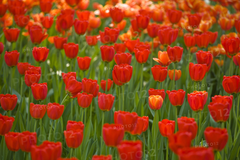 Beijing Botanical Garden