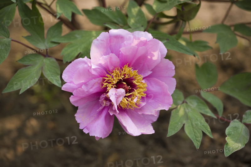 Beijing Botanical Garden