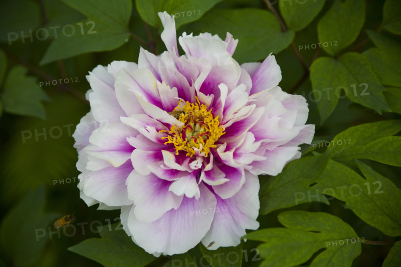 Beijing Botanical Garden