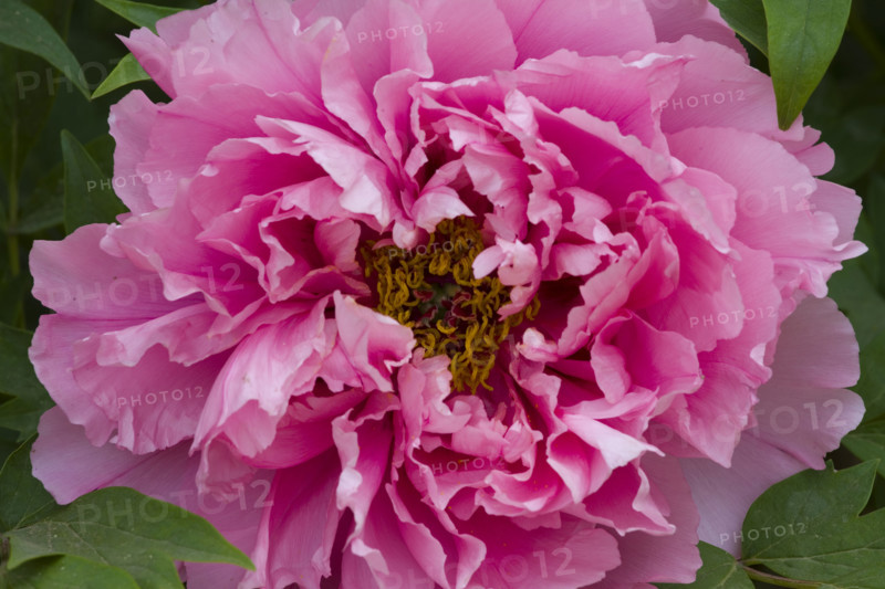 Beijing Botanical Garden