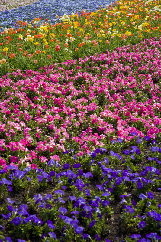 Kunming World's Fair,Kunming