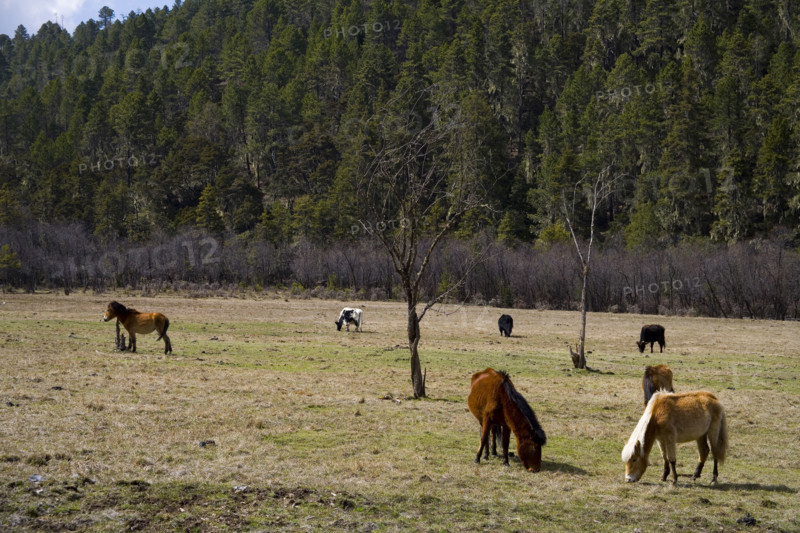 Yunnan,Pudacuo National Park,