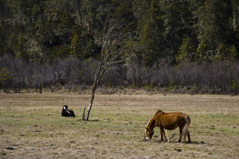 Yunnan,Pudacuo National Park,
