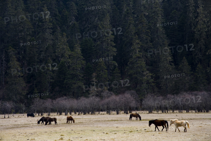 Yunnan,Pudacuo National Park,