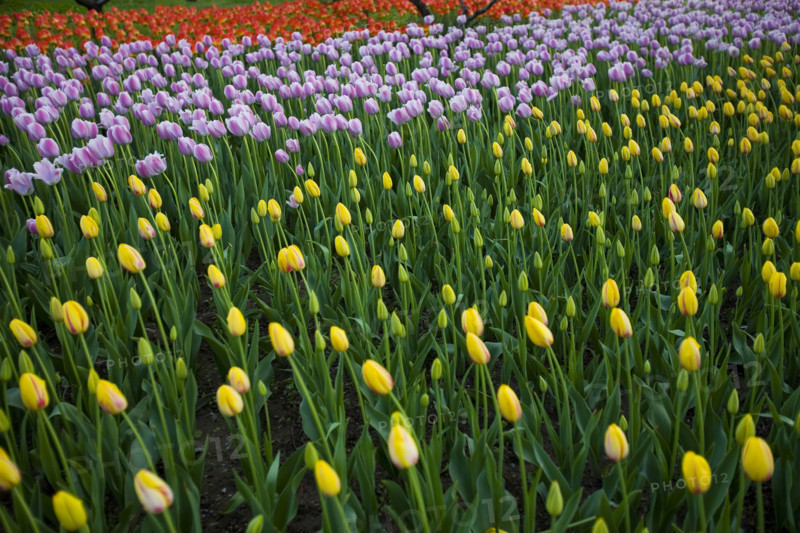 Beijing Botanical Garden