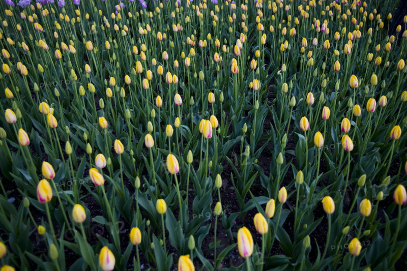 Beijing Botanical Garden