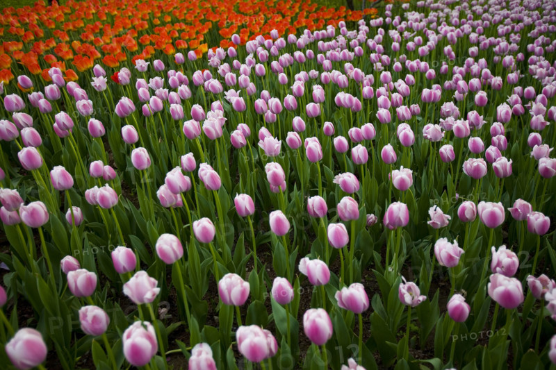 Beijing Botanical Garden