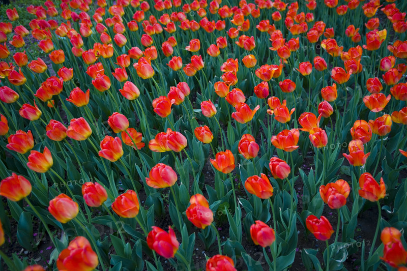 Beijing Botanical Garden