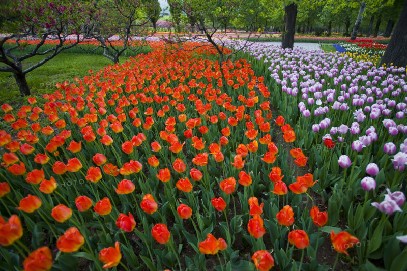Beijing Botanical Garden