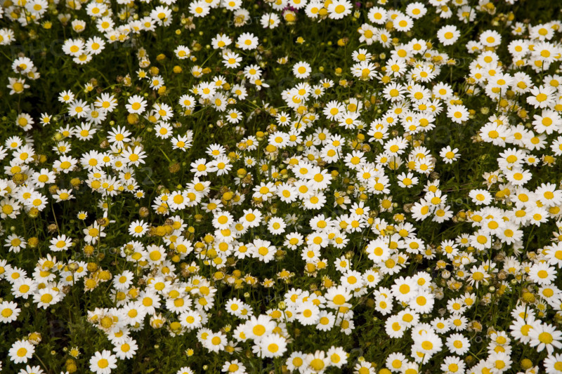Beijing Botanical Garden