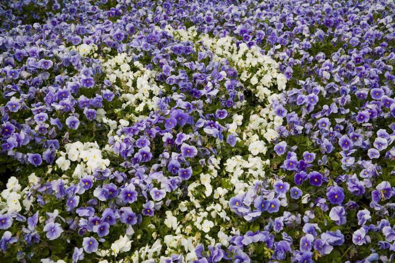 Beijing Botanical Garden