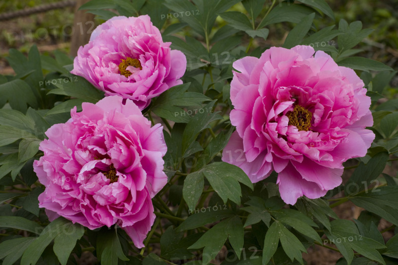 Beijing Botanical Garden