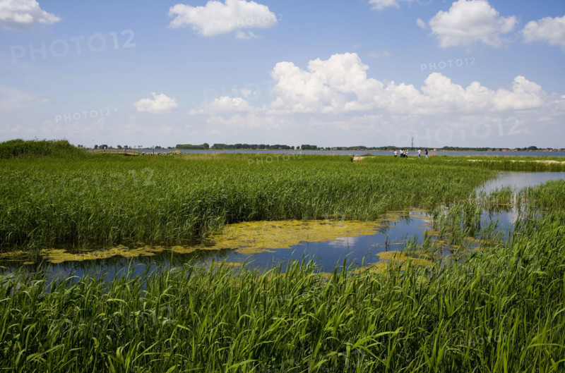 Heilongjiang,zhalong Natural Reserve,