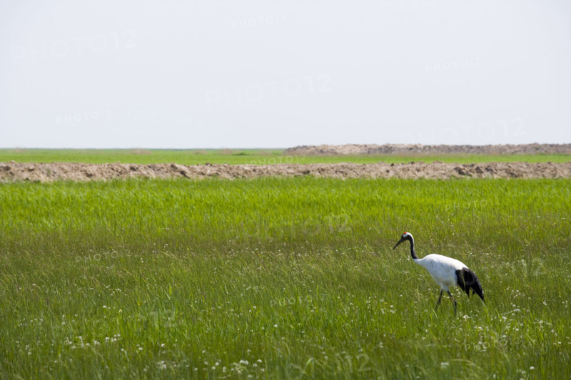Heilongjiang,zhalong Natural Reserve,