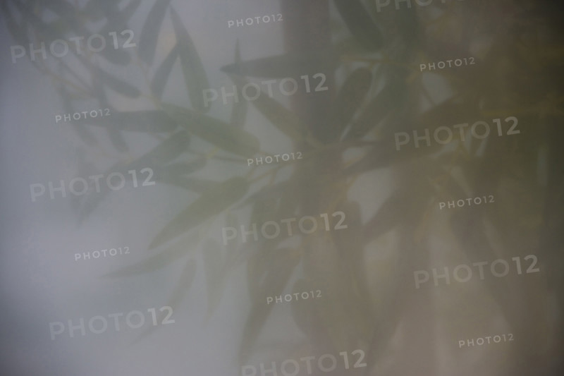 Bamboo