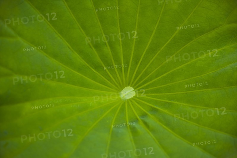 Lotus leaf