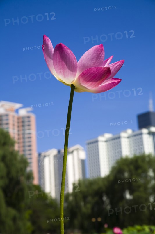 Lotus