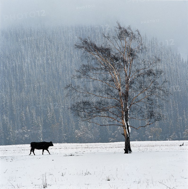 Xinjiang