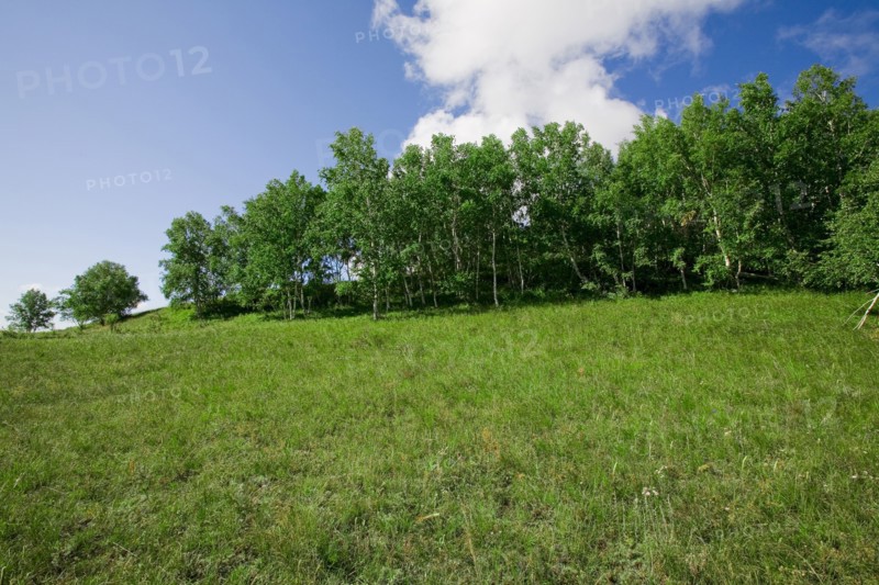 Bashang grassland in Inner Mongolia