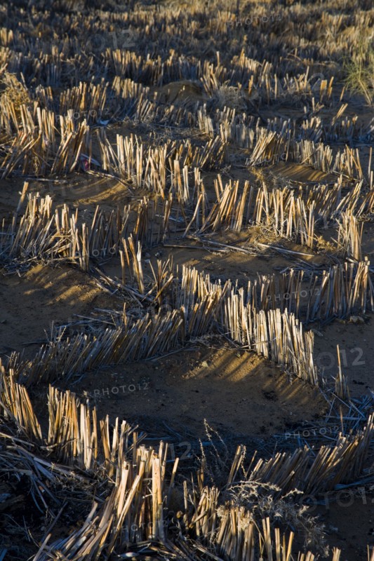 Xinjiang Province, Aletai,