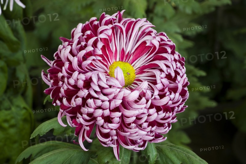 Chrysanthemum