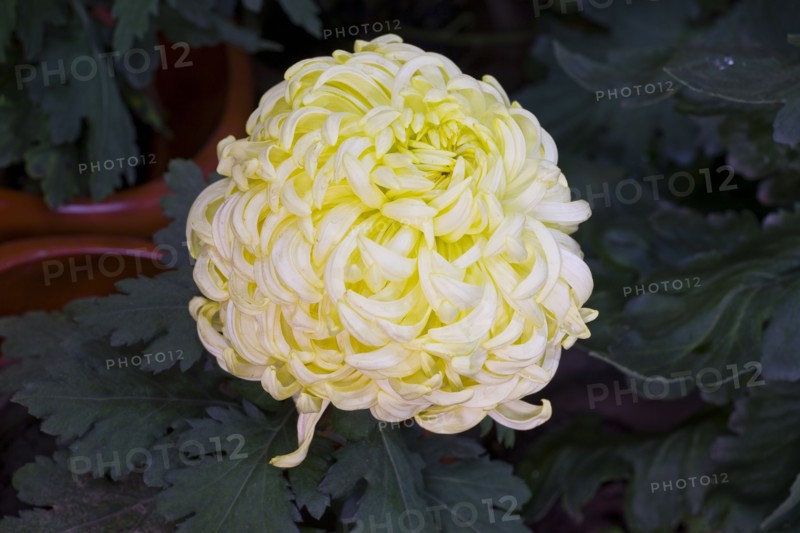 Chrysanthemum