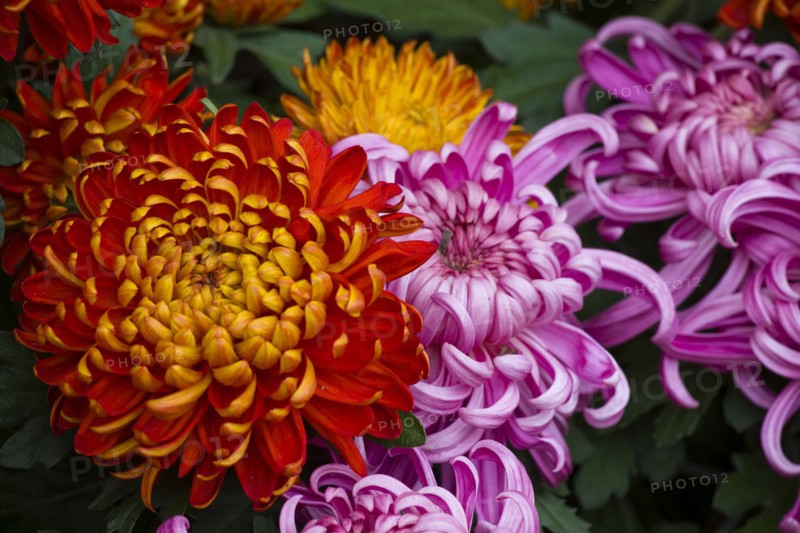 Chrysanthemum
