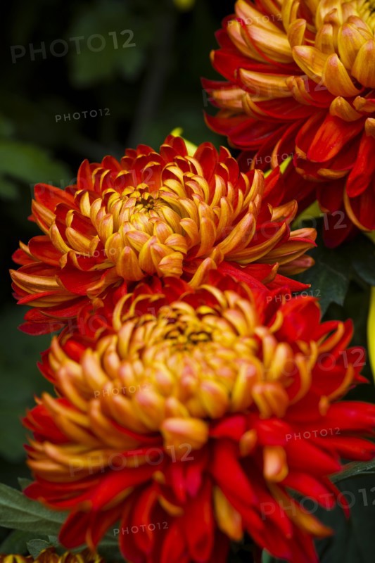 Chrysanthemum