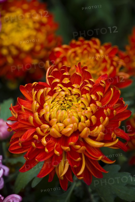 Chrysanthemum