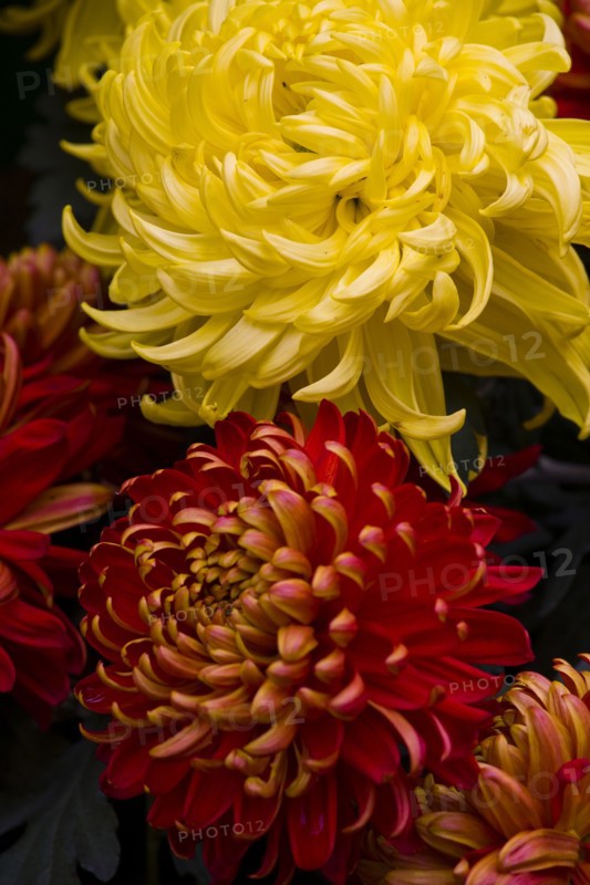Chrysanthemum