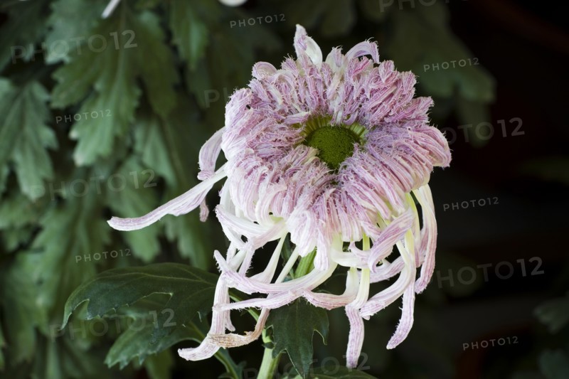 Chrysanthemum