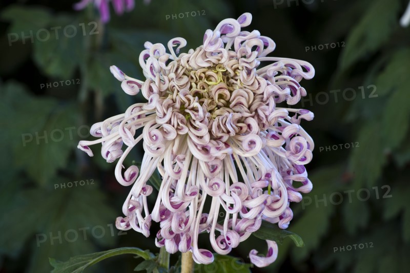 Chrysanthemum