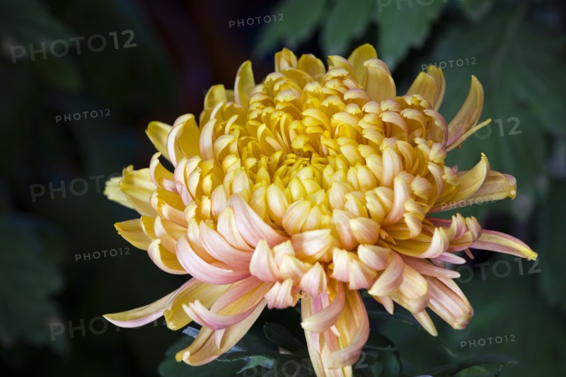 Chrysanthemum