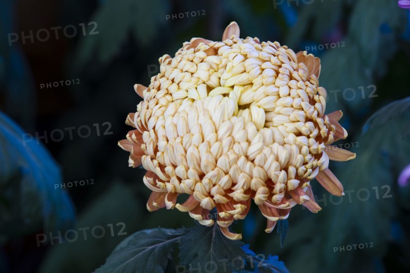 Chrysanthemum