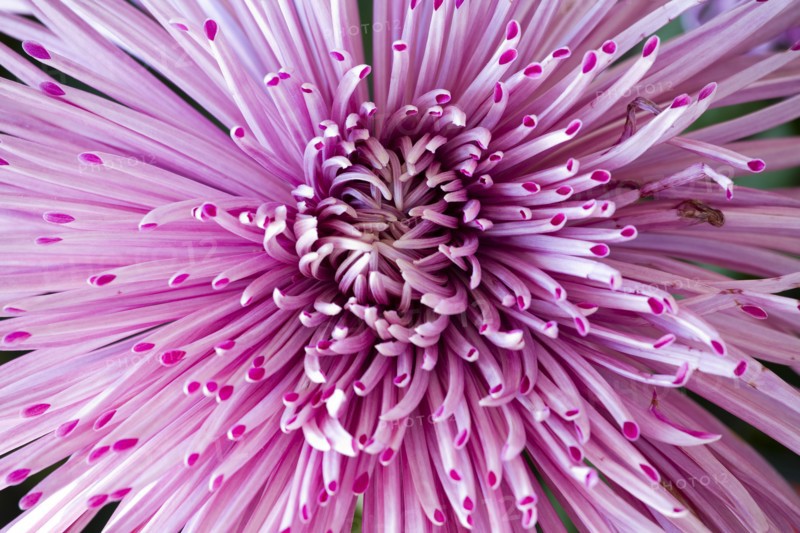 Chrysanthemum
