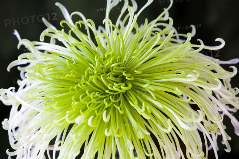 Chrysanthemum
