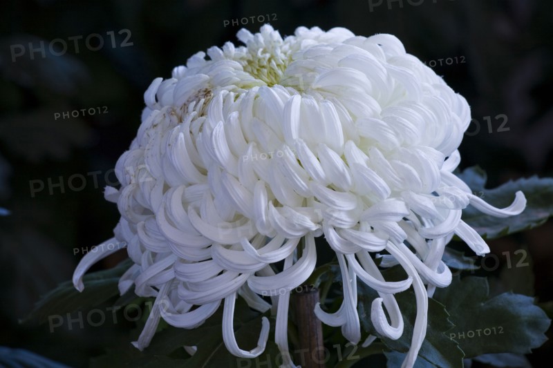 Chrysanthemum