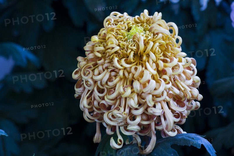 Chrysanthemum