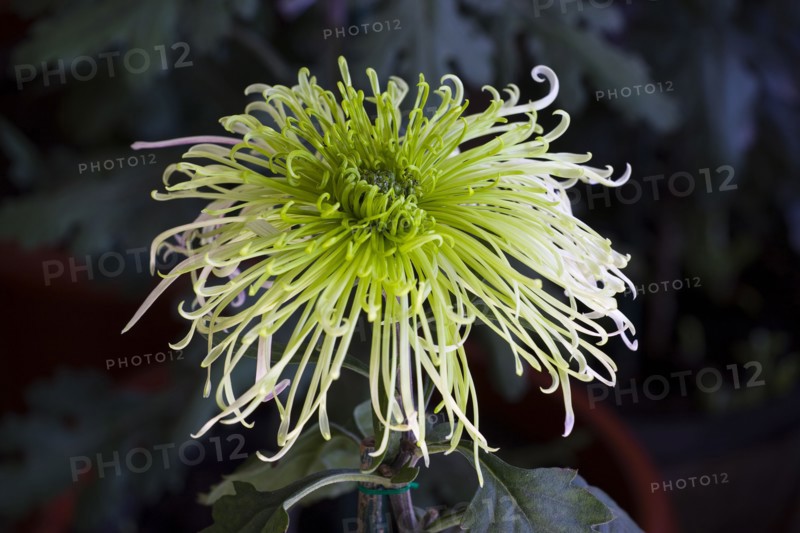 Chrysanthemum