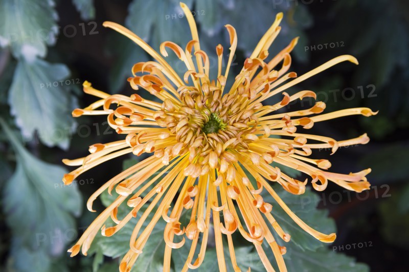 Chrysanthemum