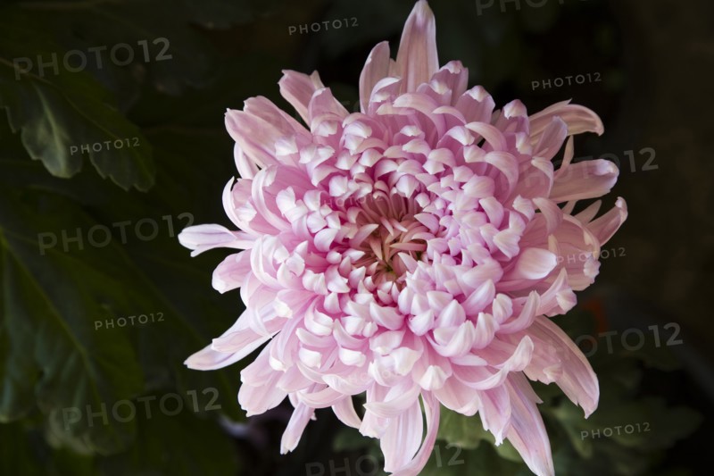 Chrysanthemum