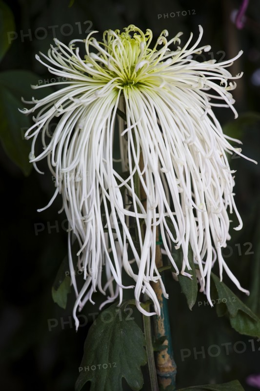 Chrysanthemum